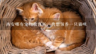 西安哪有宠物收容所，我想领养一只猫咪