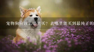 宠物狗应该去哪里买？去哪里能买到最纯正的狗狗？