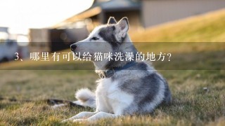 哪里有可以给猫咪洗澡的地方？