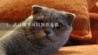 武汉哪里可以领养龙猫