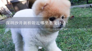 深圳沙井新桥附近哪里有宠物店？