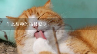 什么品种的猫最聪明