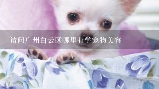 请问广州白云区哪里有学宠物美容