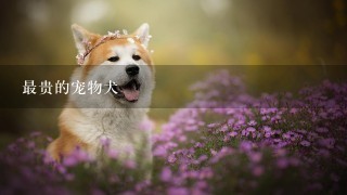 最贵的宠物犬