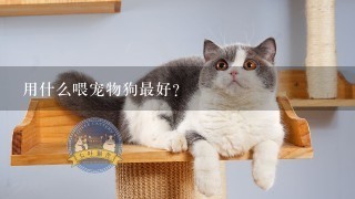 用什么喂宠物狗最好？