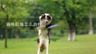 猫咪肛瘘怎么治疗