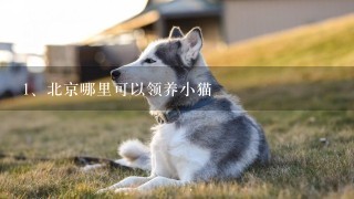 北京哪里可以领养小猫