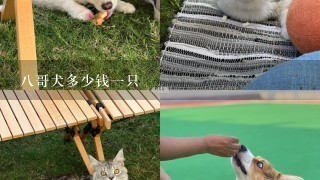 八哥犬多少钱一只