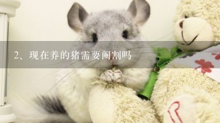 现在养的猪需要阉割吗