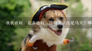 我在农村，是养德牧、昆明犬，还是马犬？哪个综合能力强？