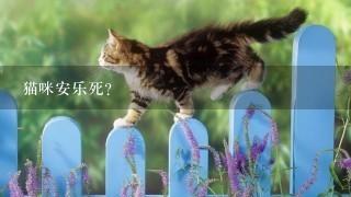 猫咪安乐死？