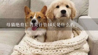 母猫绝育后消炎针管14天是什么药