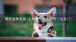 想学宠物美容,上海博纯怎么样呀??急急!!!