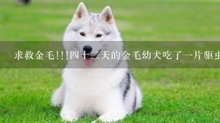 求救金毛!!!四十二天的金毛幼犬吃了一片驱虫药结果口吐白沫全身严重抽搐