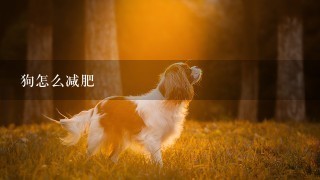 狗怎么减肥