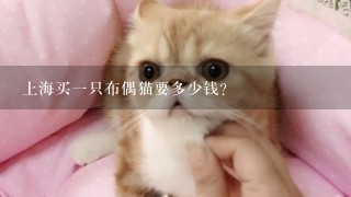 上海买一只布偶猫要多少钱？