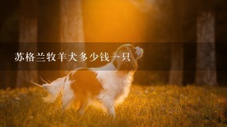 苏格兰牧羊犬多少钱一只