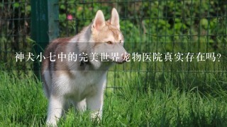 神犬小七中的完美世界宠物医院真实存在吗？在哪个城市啊？