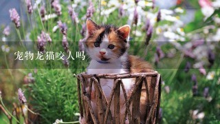 宠物龙猫咬人吗