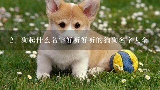 狗起什么名字好听好听的狗狗名字大全