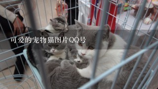 可爱的宠物猫图片QQ号