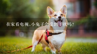 在家看电视,小兔子会受到干扰吗?