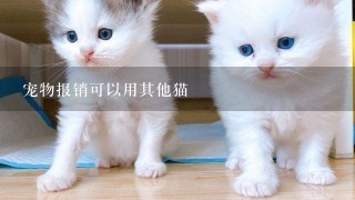 宠物报销可以用其他猫