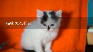 猫咪怎么托运