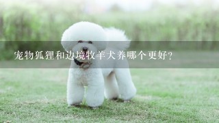 宠物狐狸和边境牧羊犬养哪个更好？