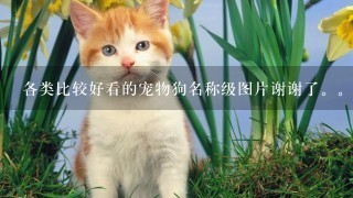 各类比较好看的宠物狗名称级图片谢谢了。。。。。