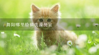 舞阳哪里给猫洗澡便宜