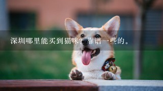 深圳哪里能买到猫咪？靠谱一些的。