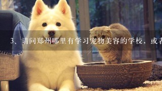请问郑州哪里有学习宠物美容的学校，或者有宠物美容