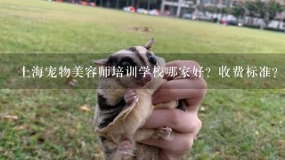 上海宠物美容师培训学校哪家好？收费标准？