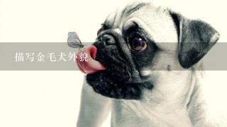 描写金毛犬外貌