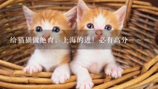 给猫猫做绝育，上海的进！必有高分～～～