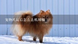 宠物托运后怎么去机场接