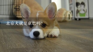 北京犬就是京巴吗？