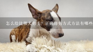 怎么给比熊犬剪毛？正确修剪方式方法有哪些呢？