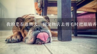 我的是泰迪熊犬，到宠物店去剪毛时把眼睛弄伤，当时眼球红肿眼角有粘液流出睁不开眼之后眼睛有蓝膜