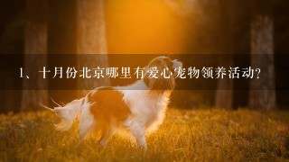 十月份北京哪里有爱心宠物领养活动？