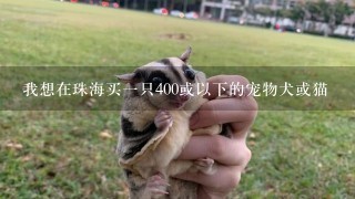 我想在珠海买一只400或以下的宠物犬或猫