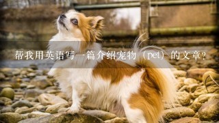 帮我用英语写一篇介绍宠物（pet）的文章?