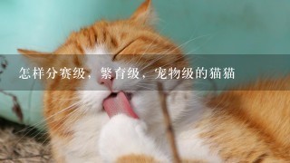 怎样分赛级，繁育级，宠物级的猫猫