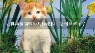 去机场接猫咪的具体流程，急到掉裤子了