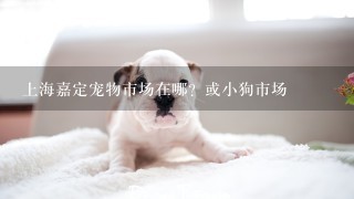 上海嘉定宠物市场在哪？或小狗市场