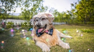 宠物犬怎么训练