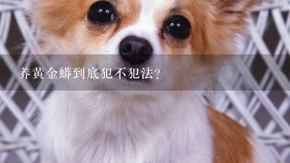 养黄金蟒到底犯不犯法?