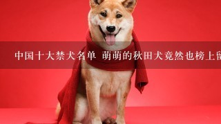 中国十大禁犬名单 萌萌的秋田犬竟然也榜上留明