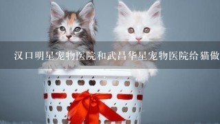 汉口明星宠物医院和武昌华星宠物医院给猫做绝育手术的价格